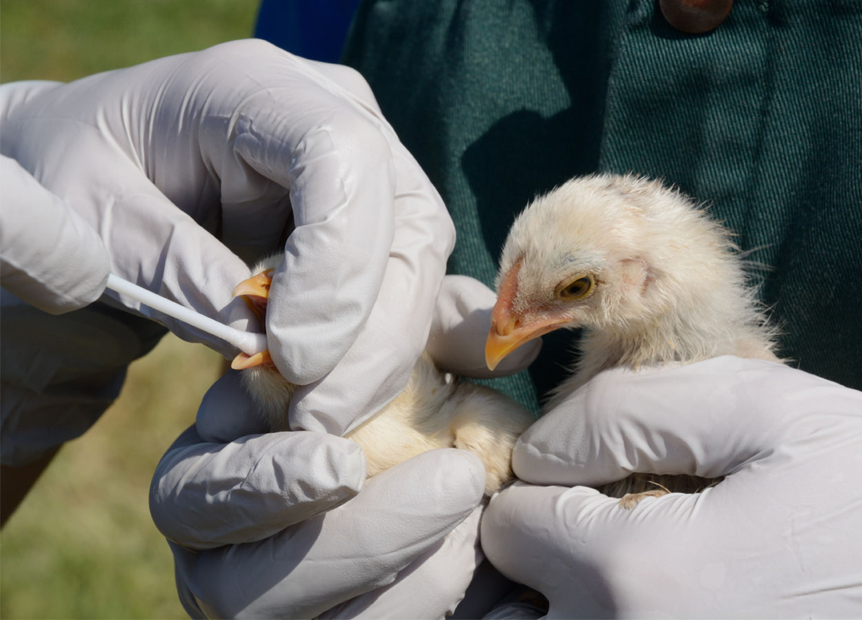 Influenza aviaria ad alta patogenicità H5N1, nuovo dispositivo dirigenziale