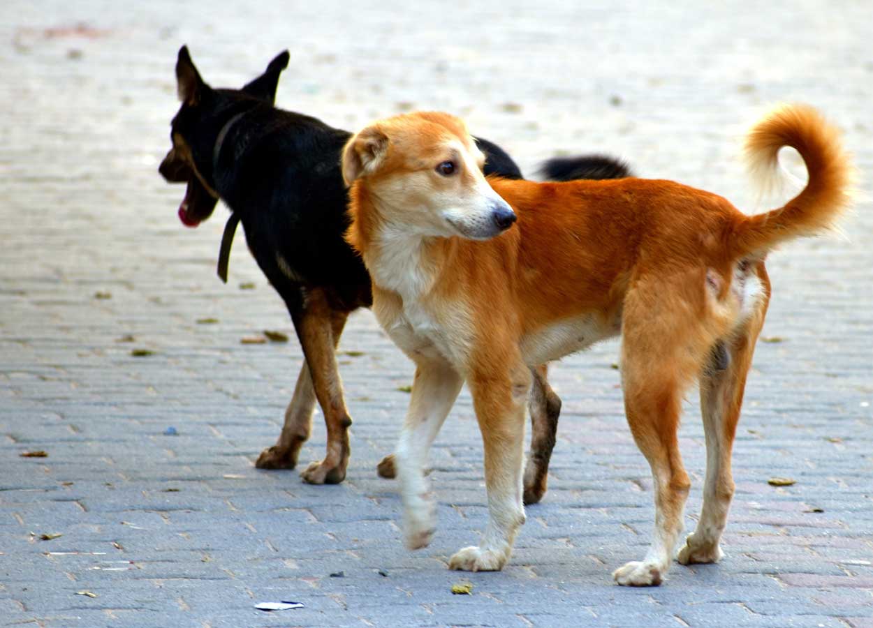 Proroga dell’OM esche avvelenate e proroga OM Aggressioni canine