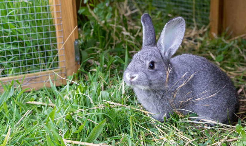 Gabbie per conigli e benessere animale, parere EFSA