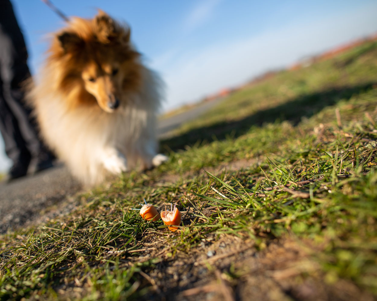 Divieto di utilizzo e di detenzione di esche o di bocconi avvelenati, prorogata l’OM