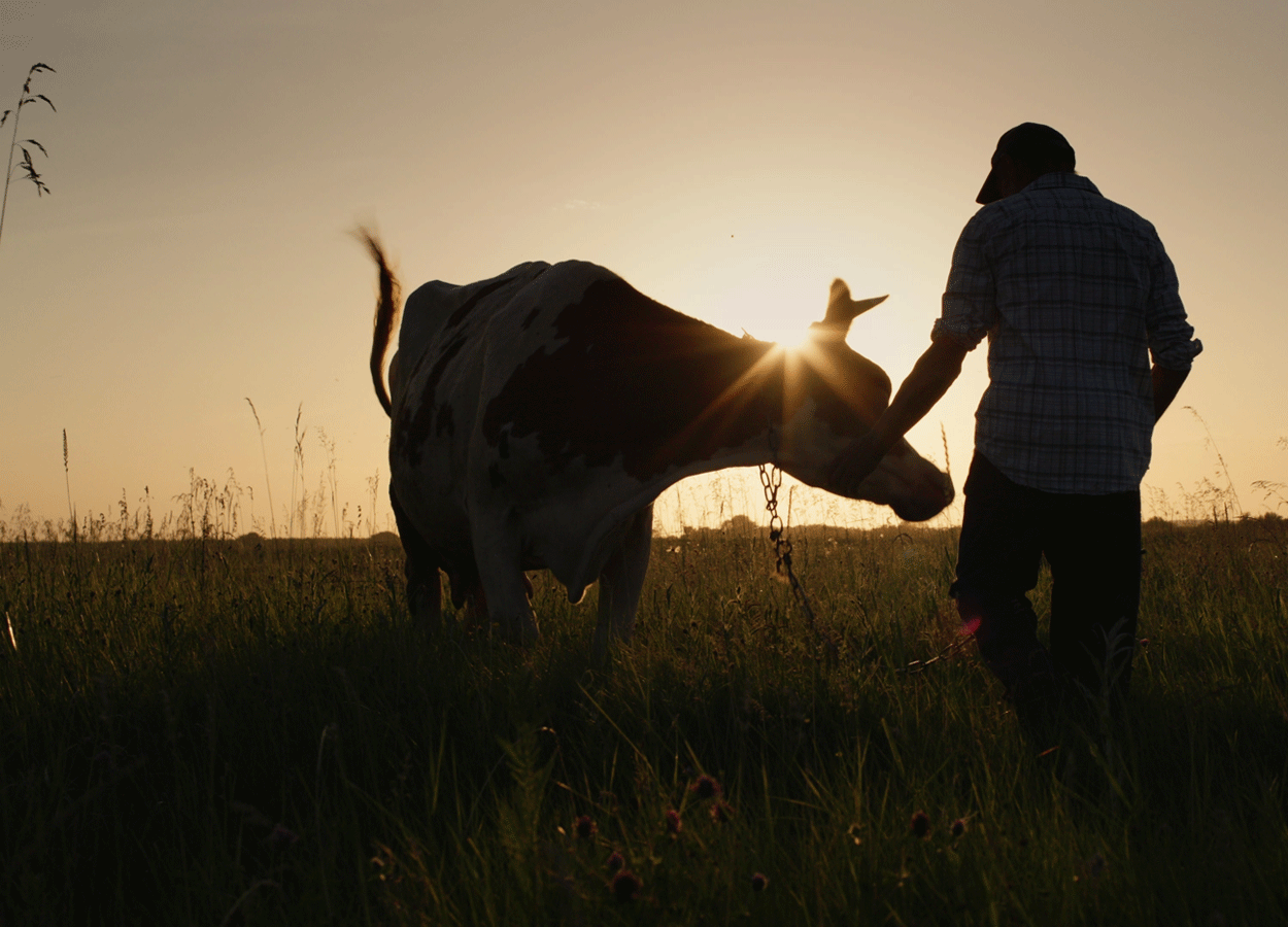 Programmi formativi obbligatori in sanità animale per operatori
