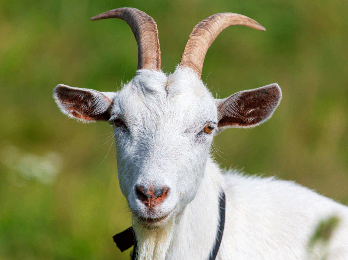 Focolaio Peste dei piccoli ruminanti in Ungheria