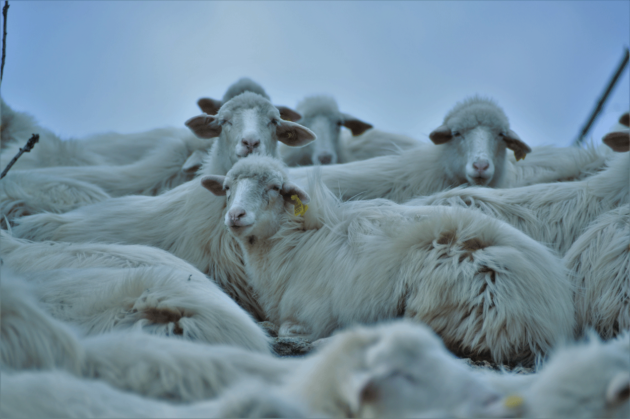Peste dei piccoli ruminanti, rischio di introduzione in Italia e possibili misure preventive