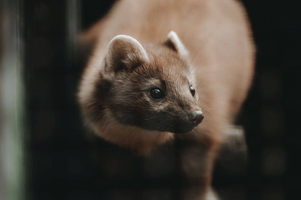 SARS-CoV-2 nei visoni di allevamento, ordinanza Ministeriale