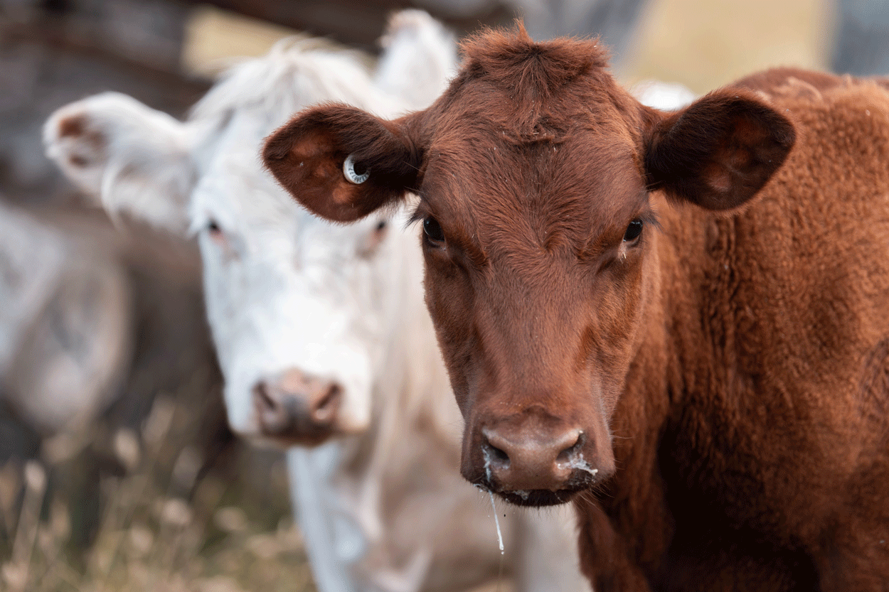 Lumpy skin disease, nuovo focolaio in Sardegna