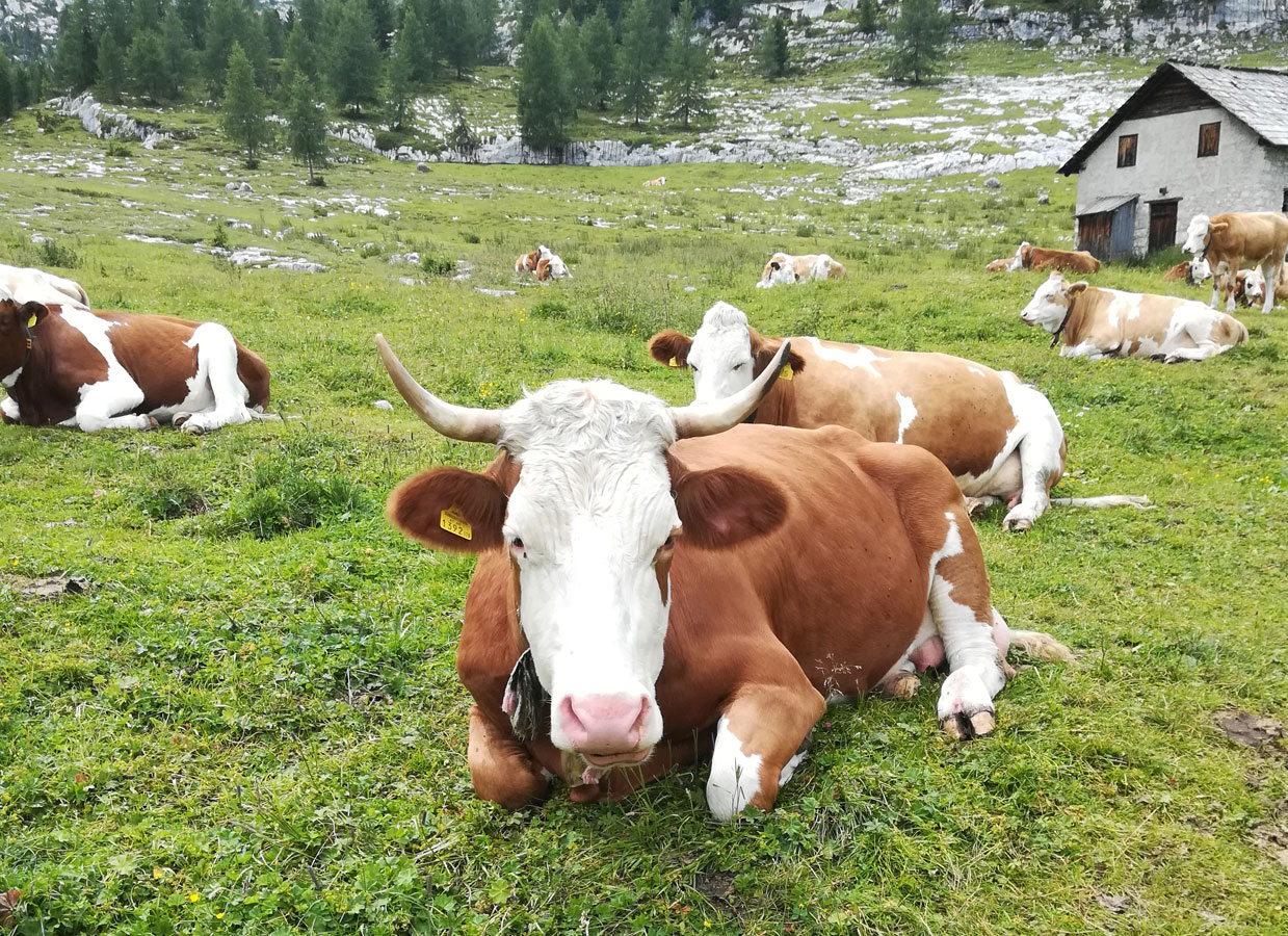 LSD avanza in Francia, sorveglianza in Valle d’Aosta