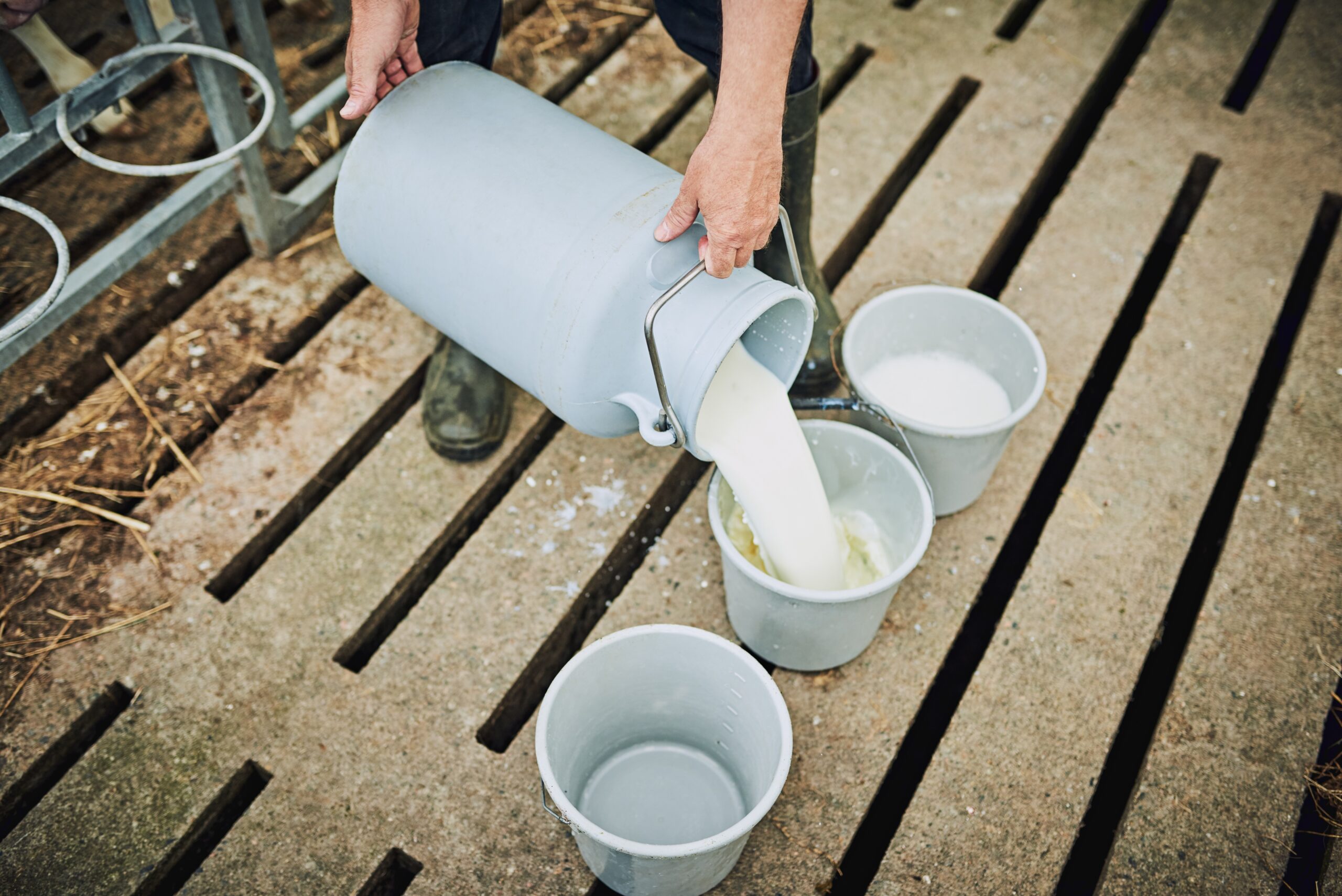 Prodotti da latte crudo: Linee Guida per rafforzare la prevenzione