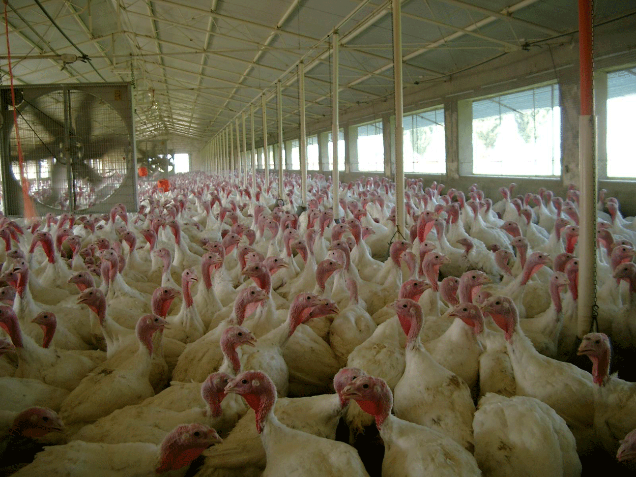 IA HPAI, programmazione degli accasamenti di tacchini in Veneto e Lombardia