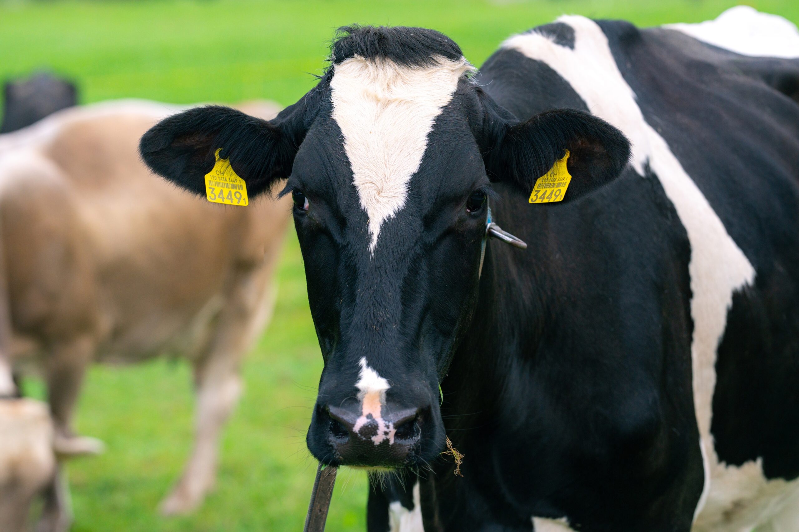 Manuale operativo per il controllo ed eradicazione della Tubercolosi Bovina