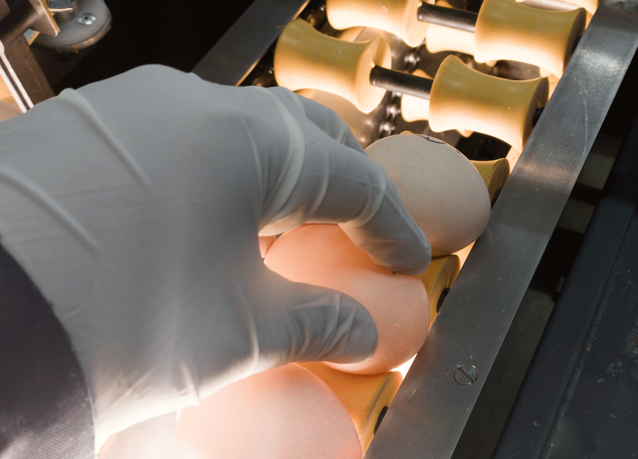 Sessaggio: 4 linee guida