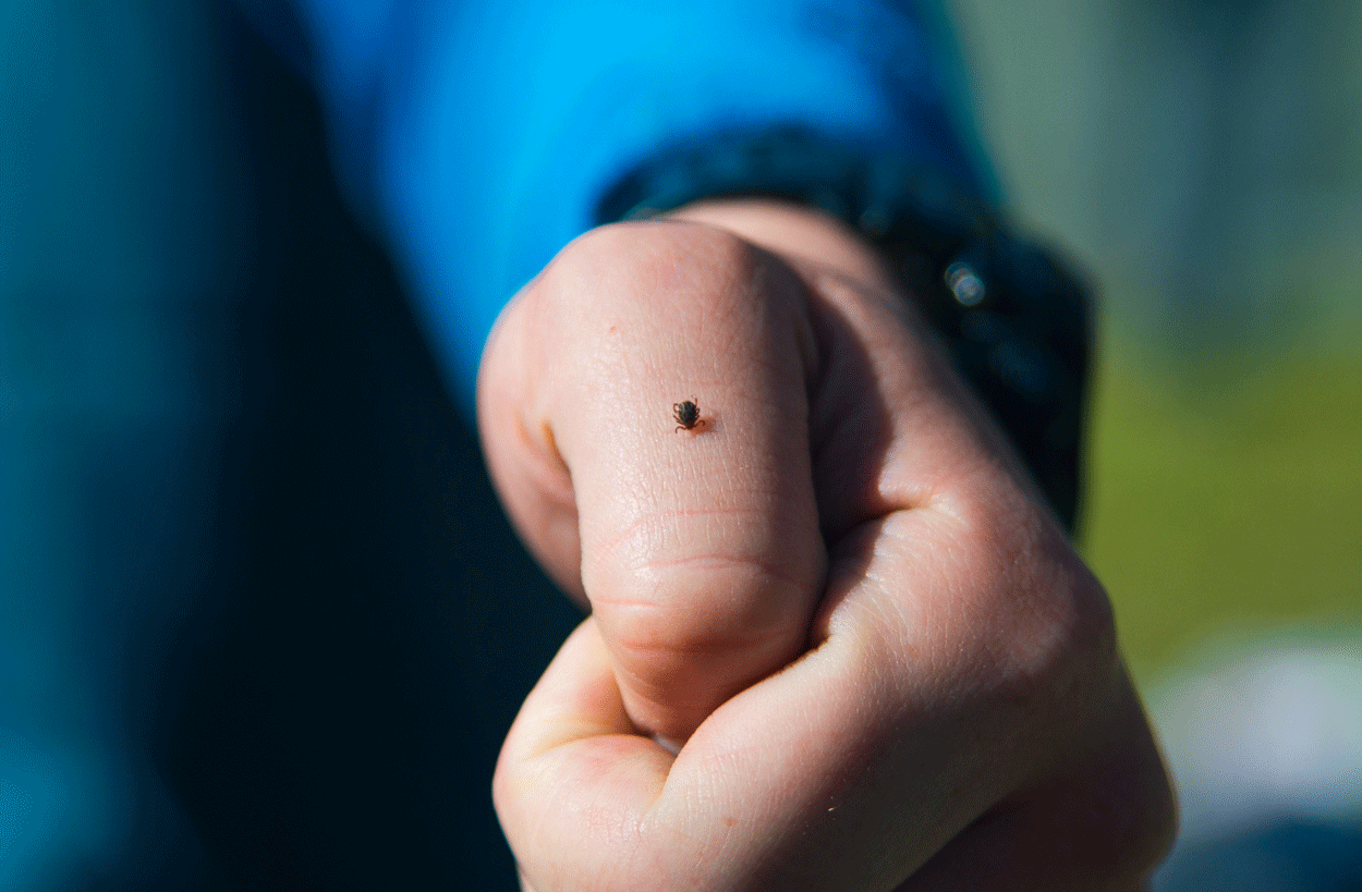 TBE e approccio One Health: medici umani e veterinari a confronto