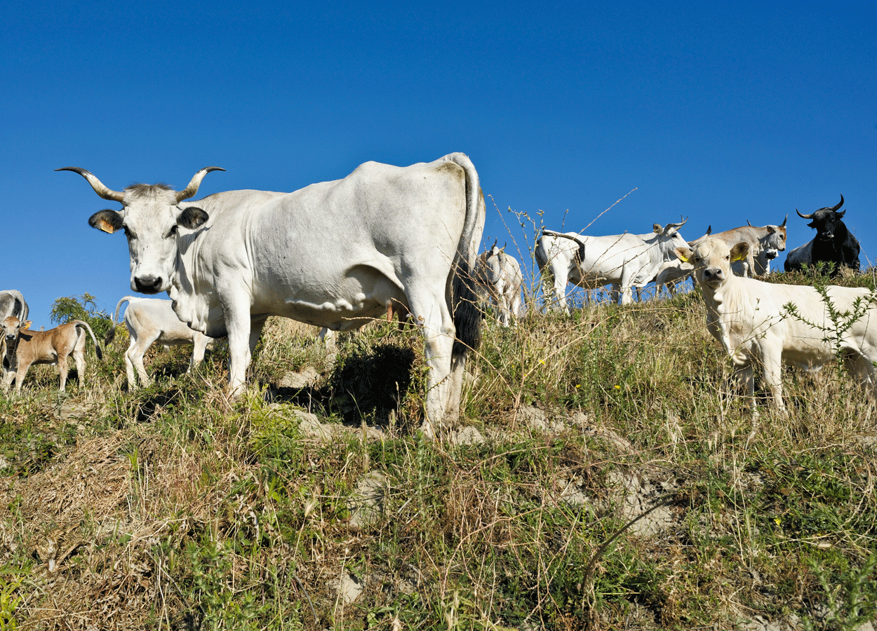 Brucellosi in Puglia: eradicazione traguardo in vista