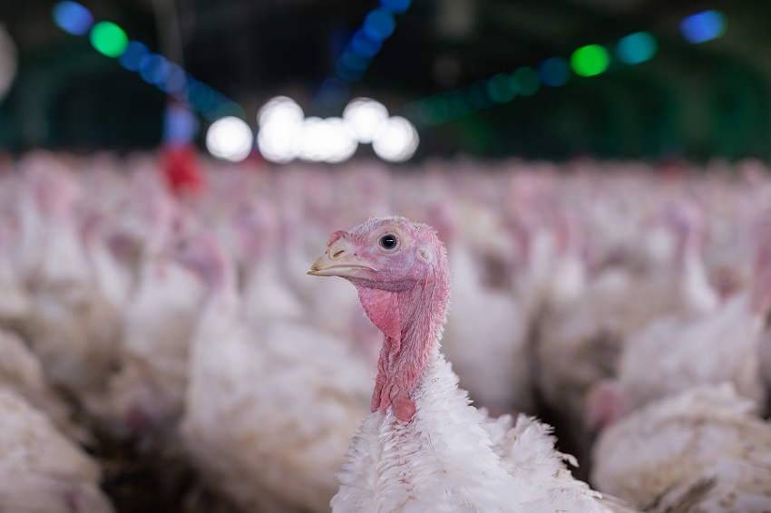 Piano anti-aviaria: vaccinazioni tacchini e ovaiole dal ’26
