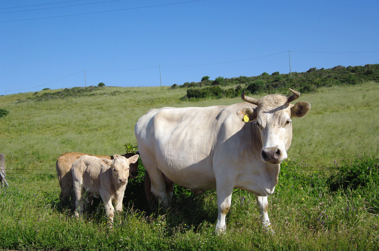 Dermatite nodulare contagiosa, revocata la zona di restrizione in Sardegna