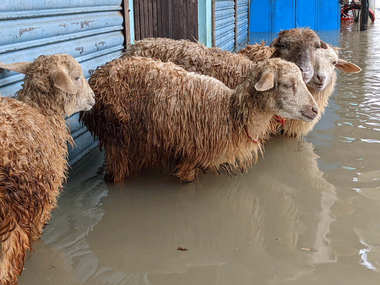 Indicazioni operative sulla salvaguardia degli animali presenti in zone colpite da calamità