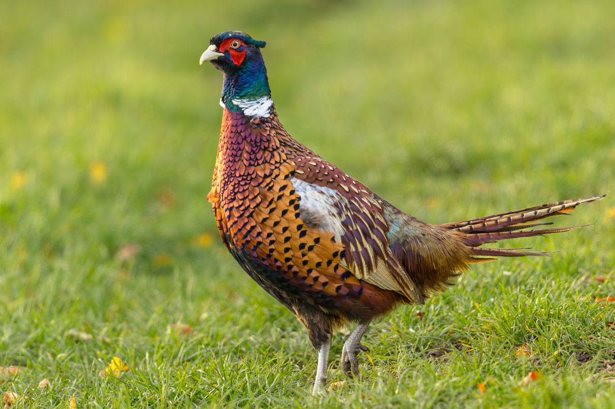 Influenza aviaria H5N1: individuato focolaio in un allevamento di fagiani in Umbria