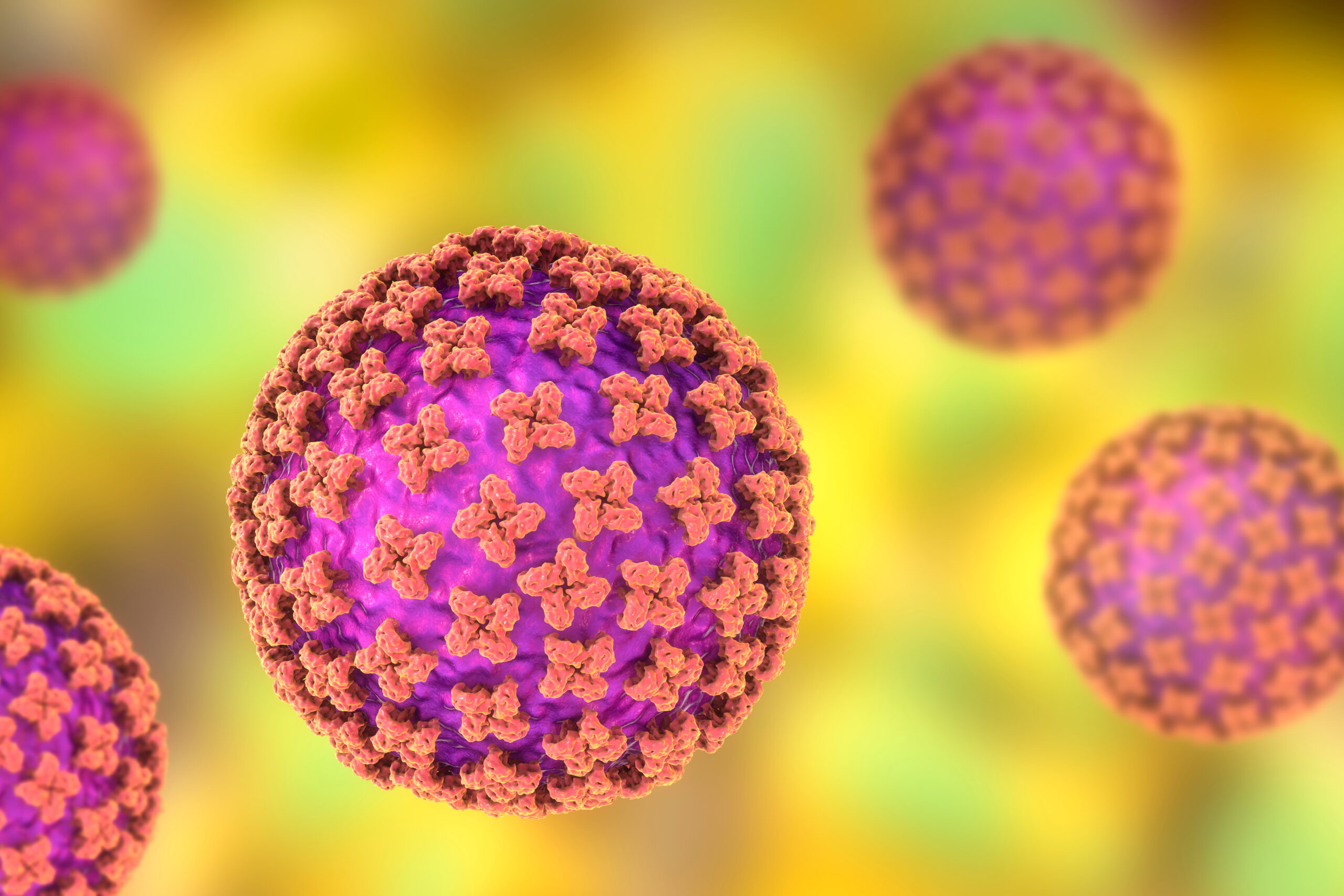 Hantavirus, Ecdc: molto basso il rischio per la popolazione generale in Europa
