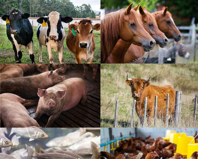 Dialogo scienza/politica sul benessere degli animali da allevamento nell’UE